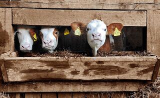 Image for Familie mit Bauernhof gesucht!
